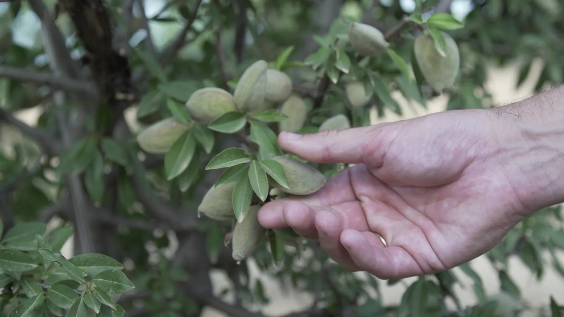 Mano junto a las almendras en la rama
