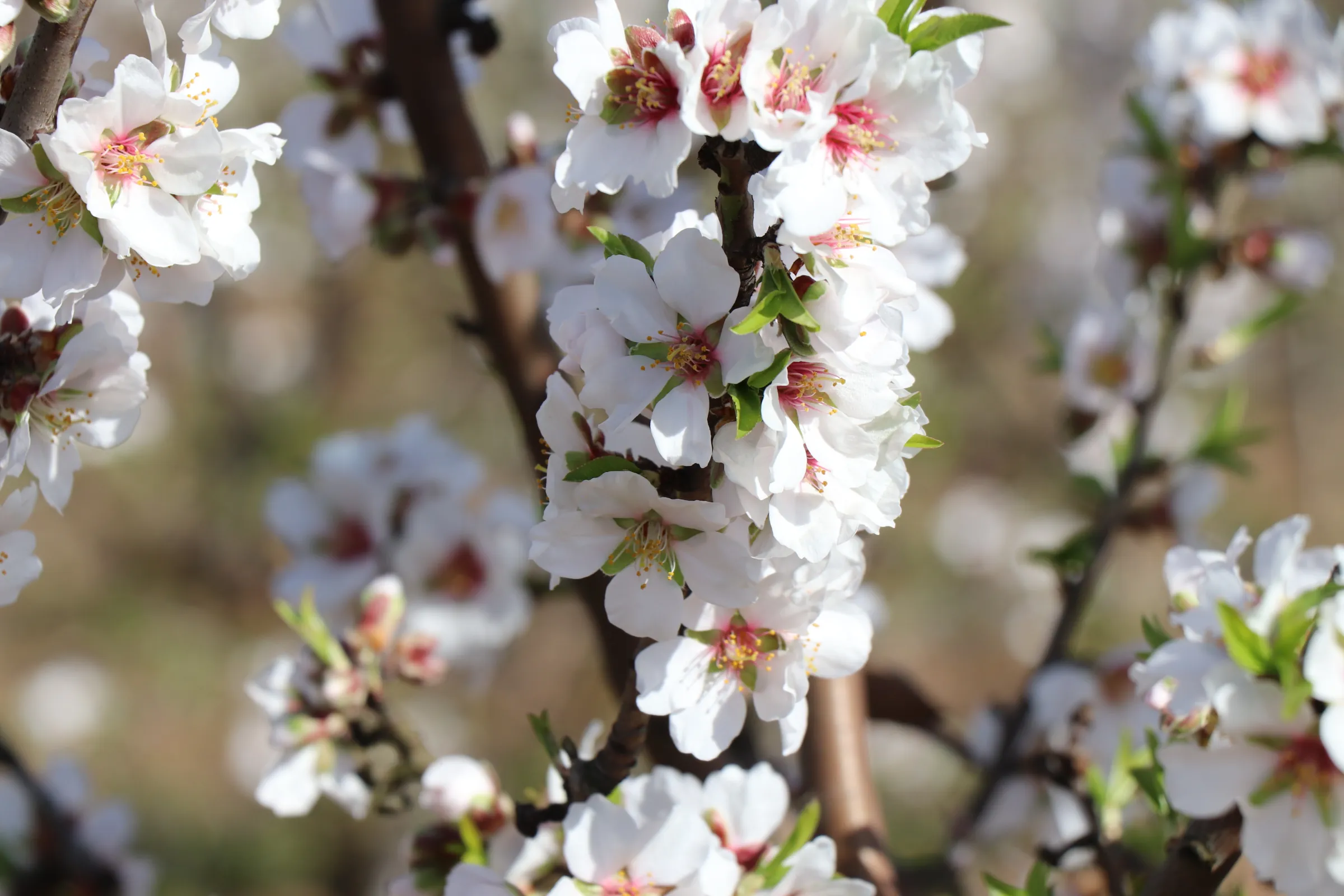 Flores de almendro en primer plano
