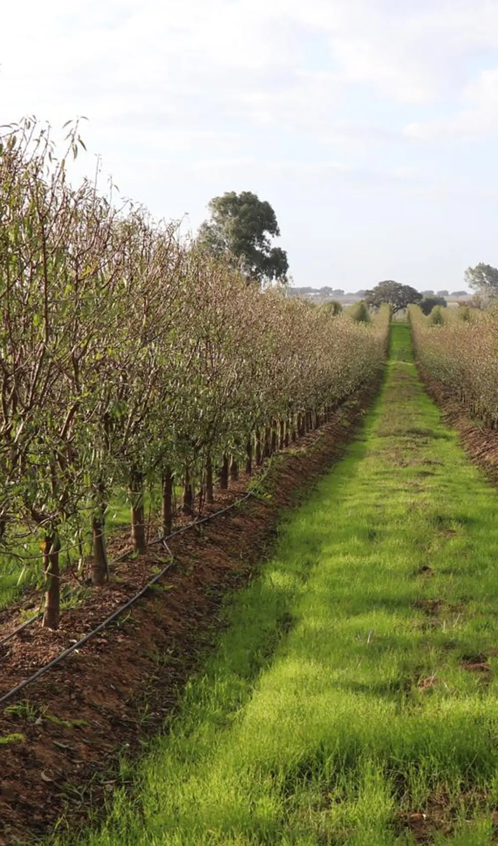 Hileras de almendros con cubierta vegetal y riego por goteo