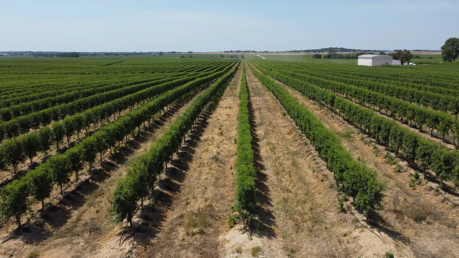 Hileras de almendros en una finca de ISFA