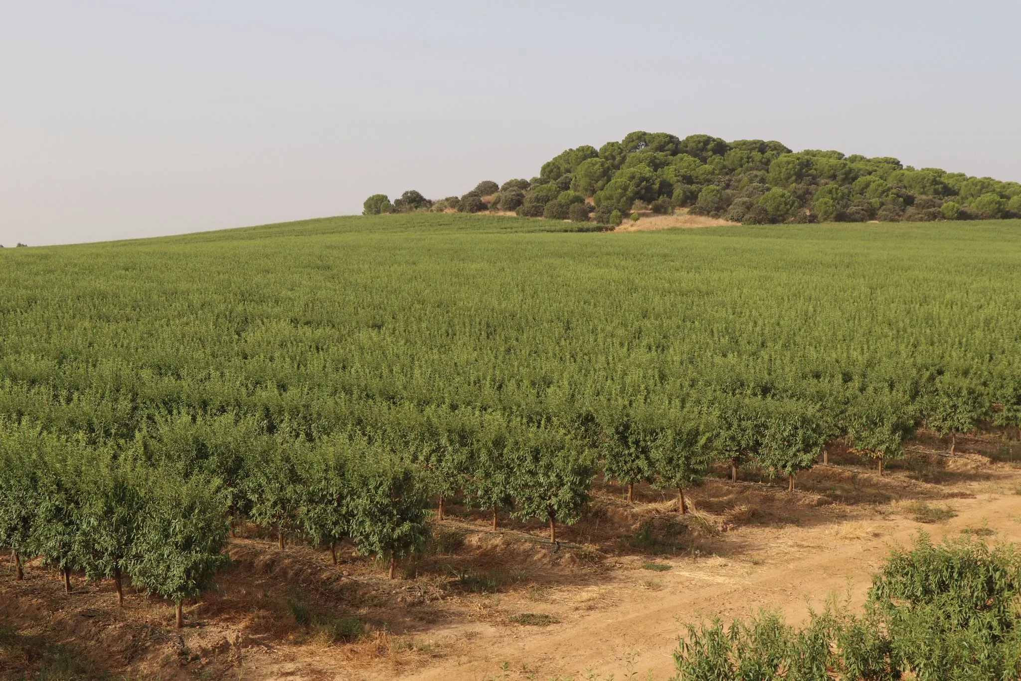 Hileras de cultivo en una finca de ISFA bajo un cielo despejado