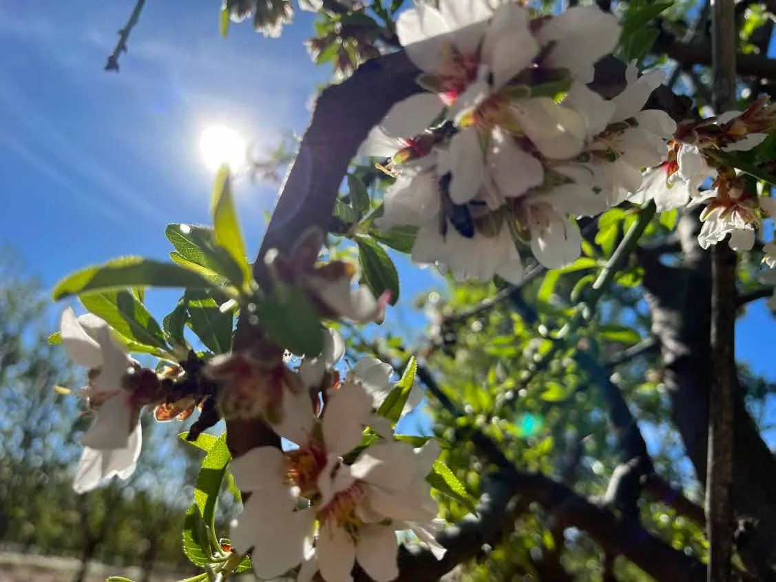 Flores de almendro en la rama con el sol al fondo