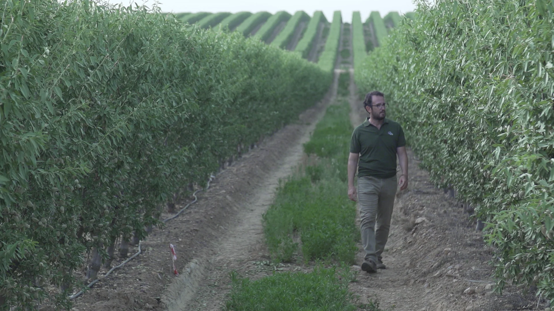 Técnico de ISFA caminando entre hileras de almendros