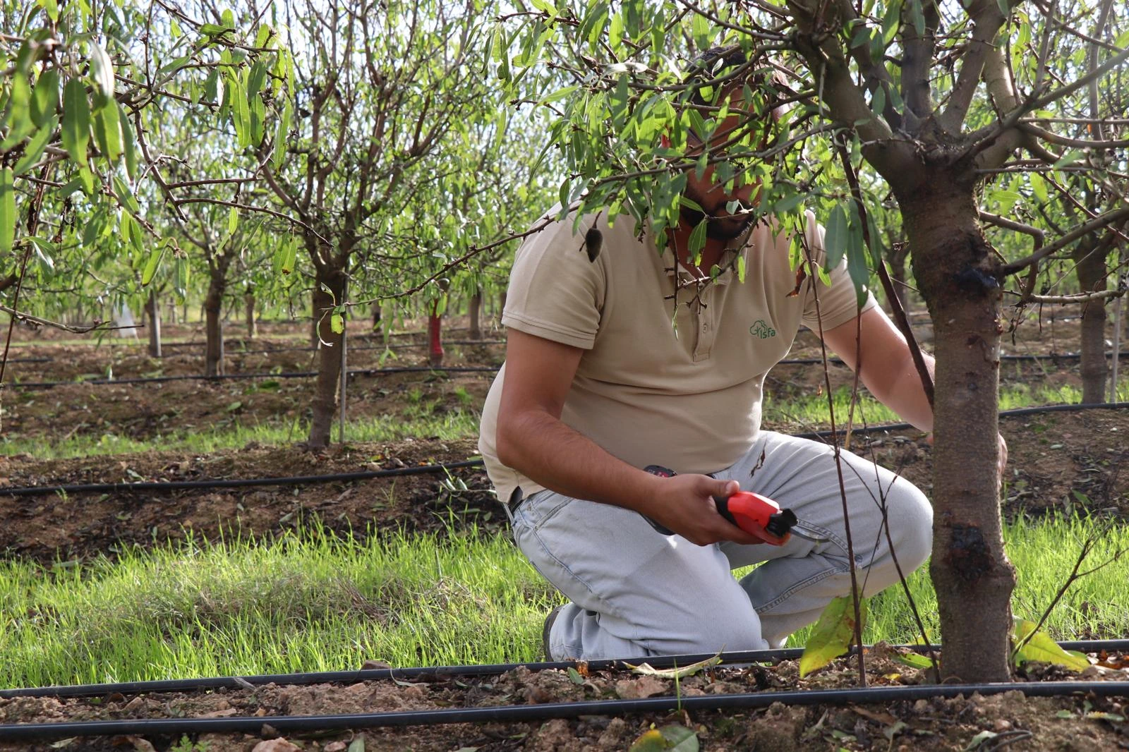Persona revisando la línea de riego junto a un almendro