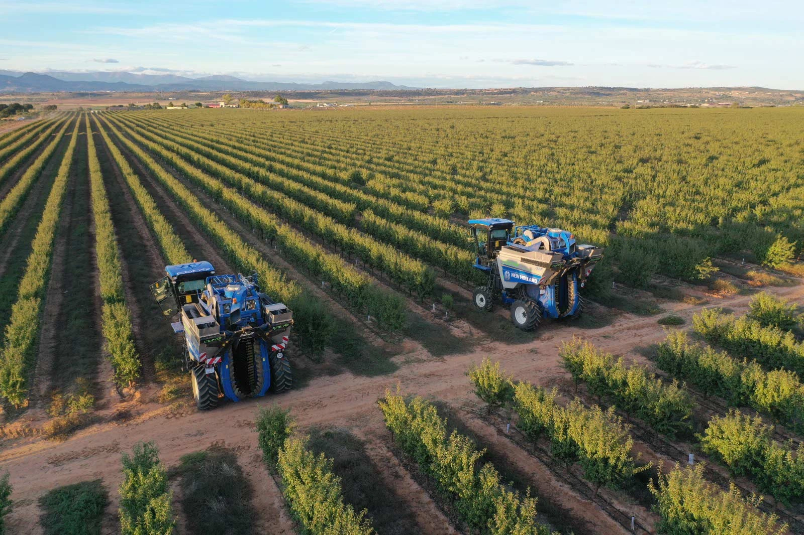 Vista aérea de dos cosechadoras trabajando entre hileras de cultivo