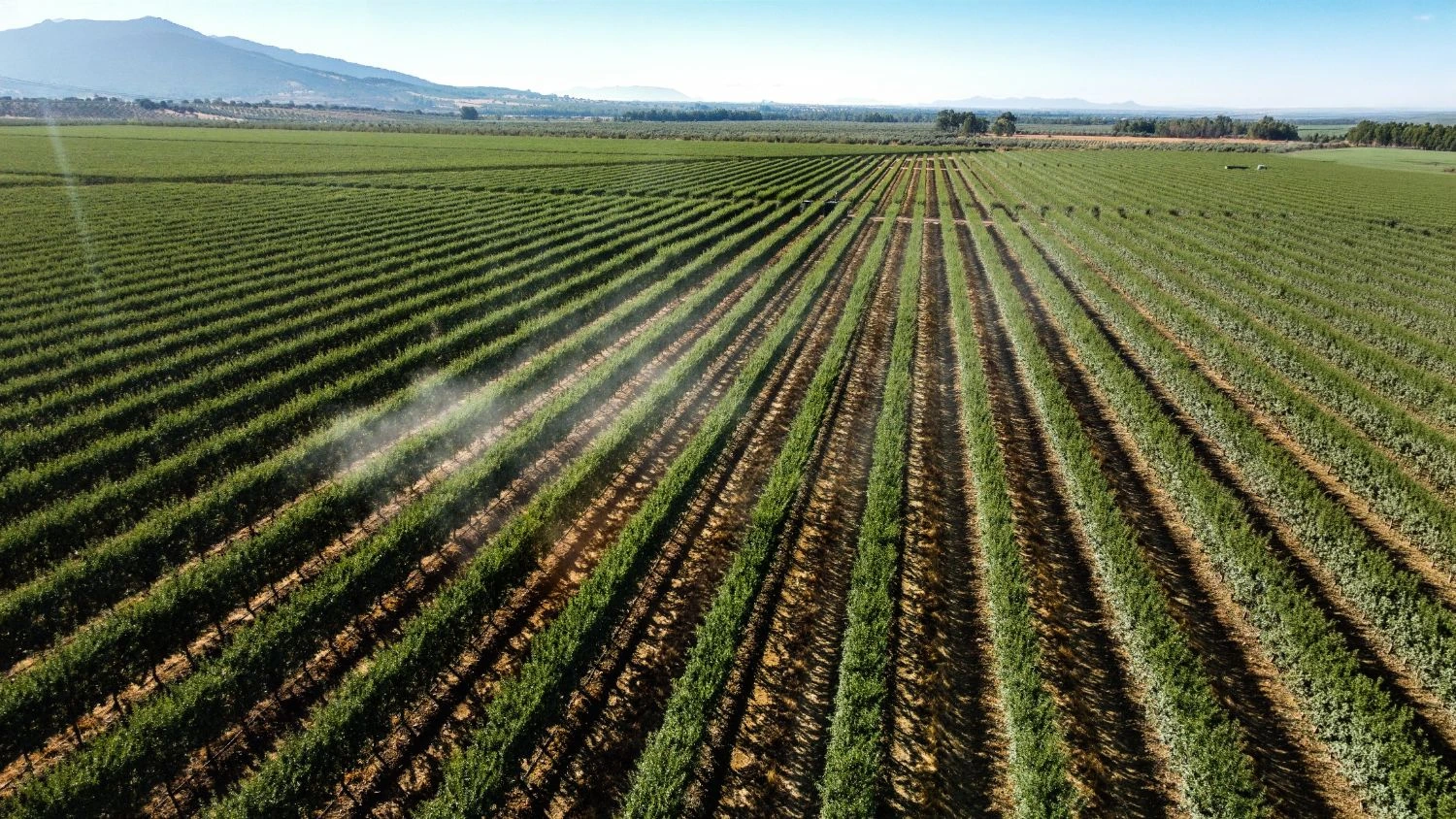 Vista aérea de hileras de cultivo con riego en una finca de ISFA