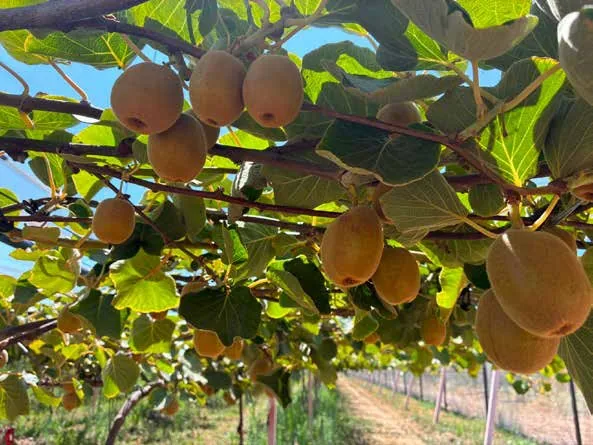 Kiwis en la planta