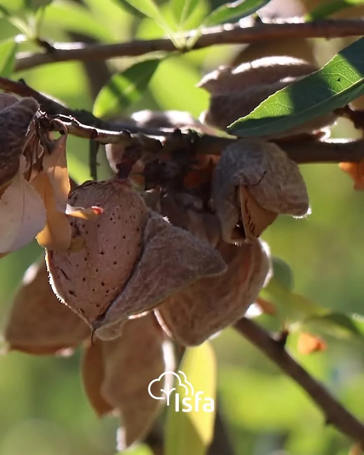 Last almond harvested. First step towards 2027.