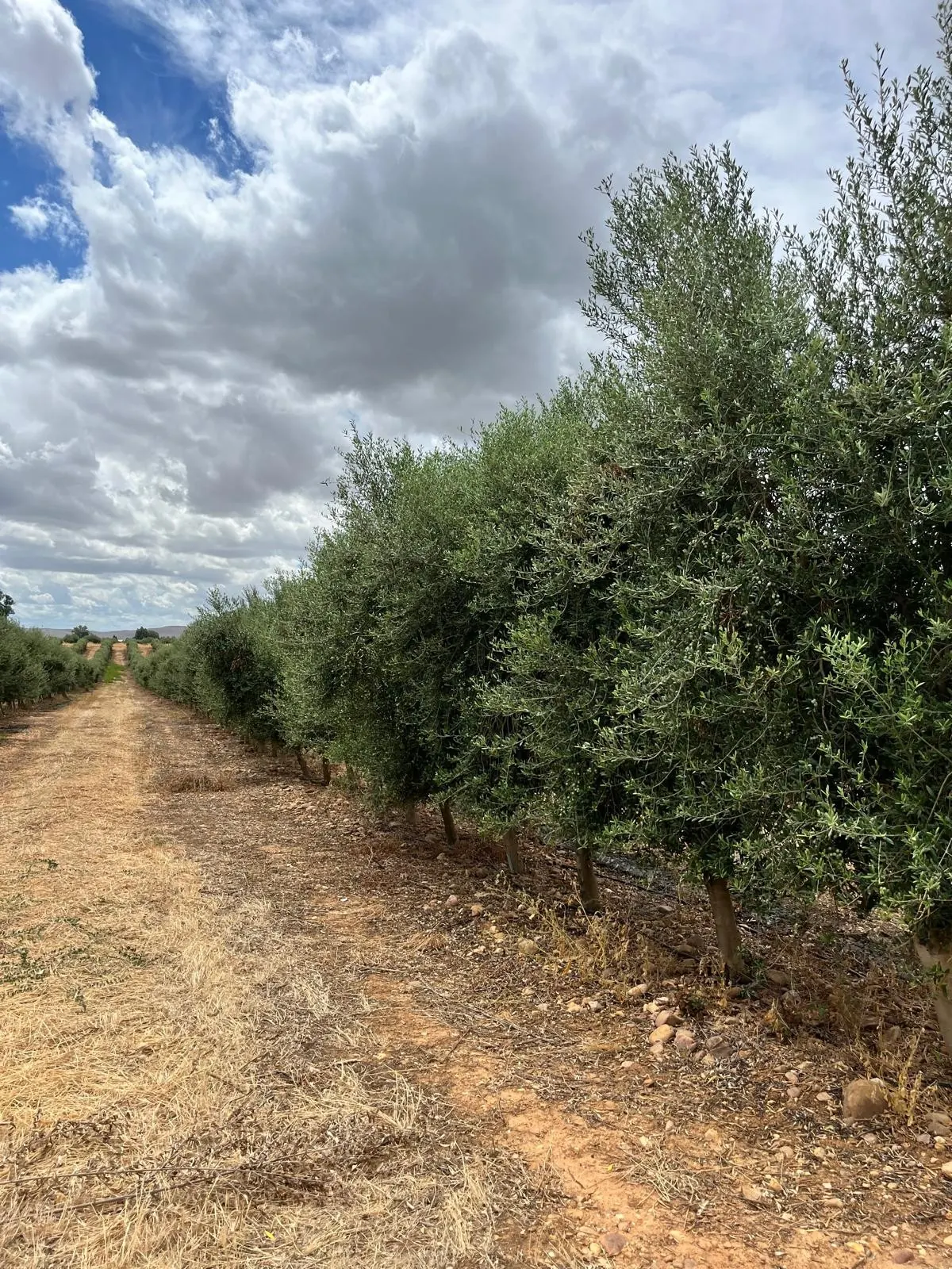 Hilera de olivos de una finca de ISFA
