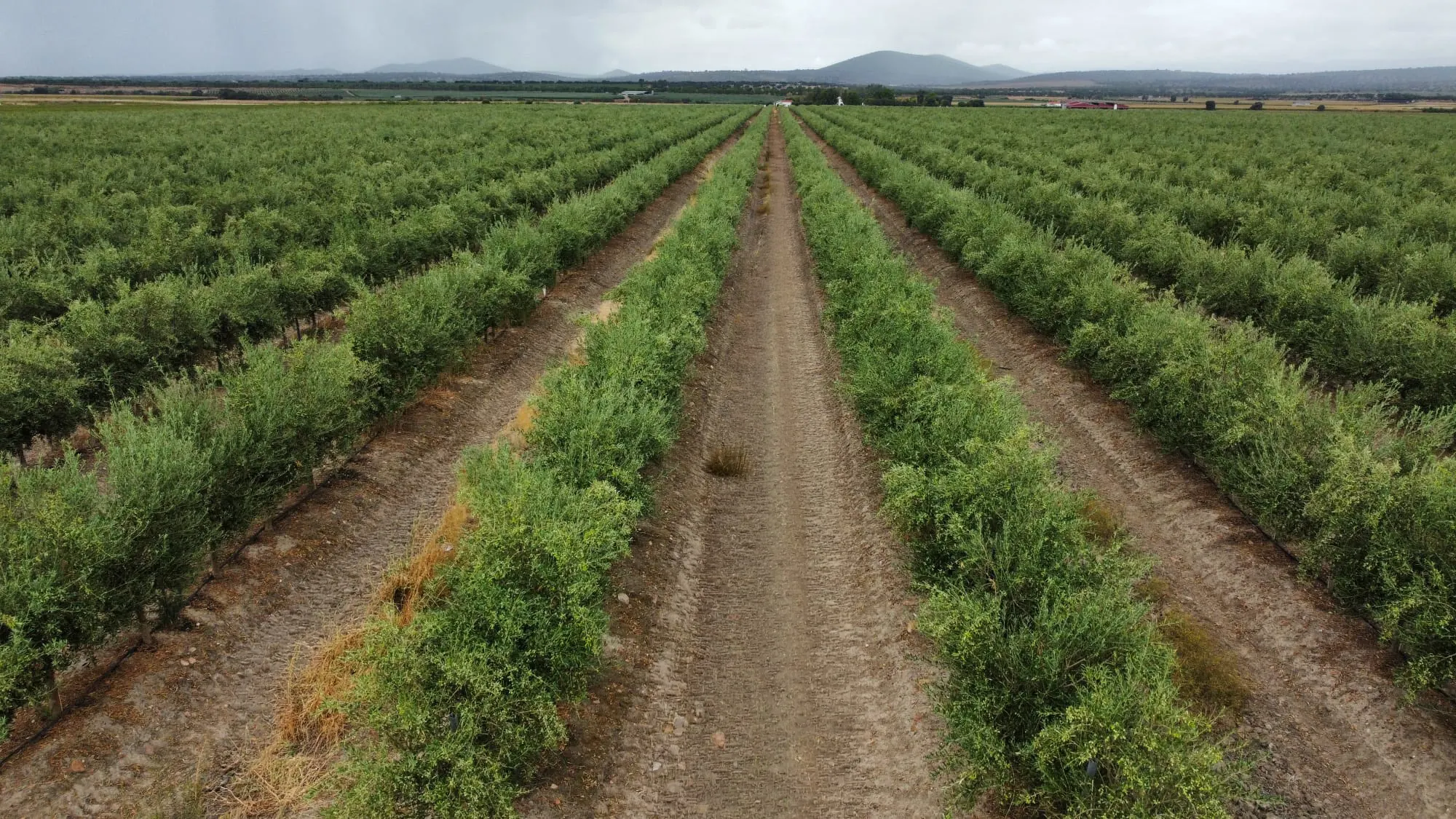 Hileras de olivos en la finca