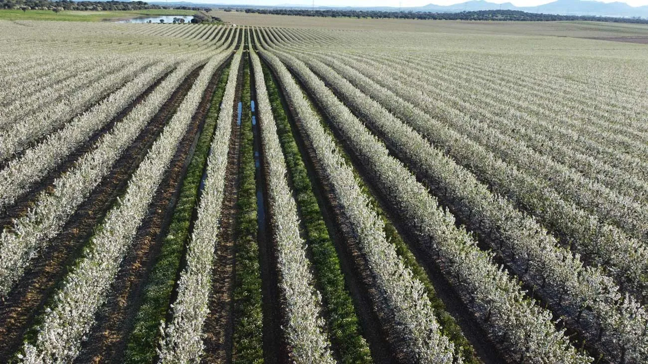 Hileras de cultivo en flor vistas desde el aire