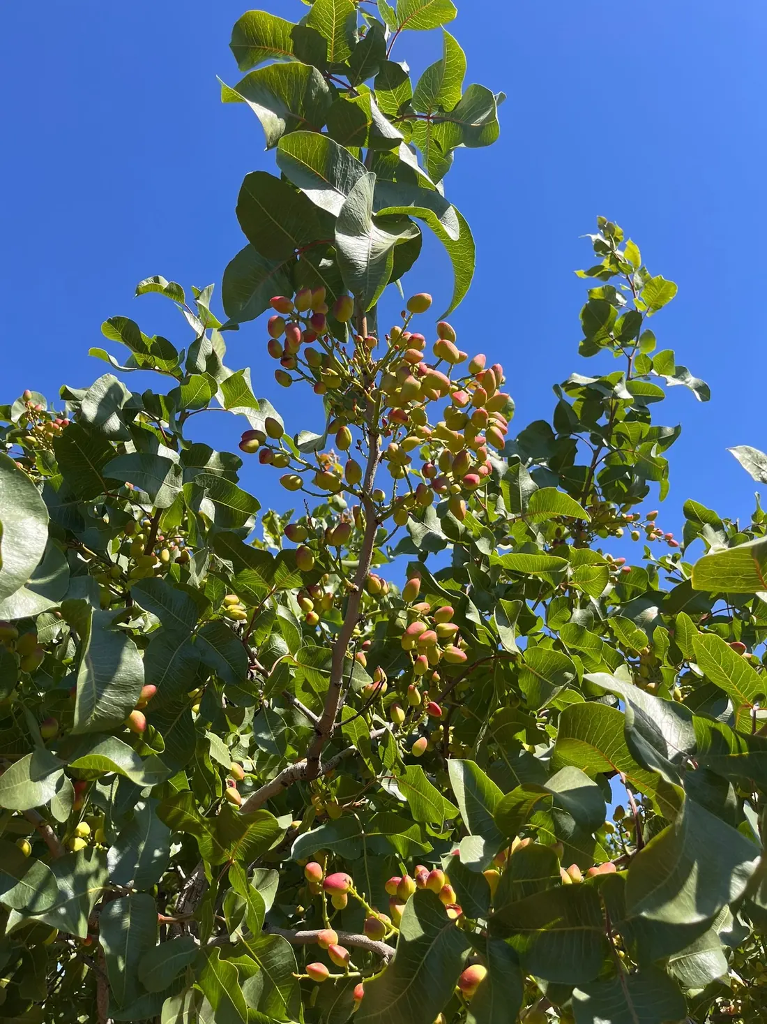Pistachos en la rama